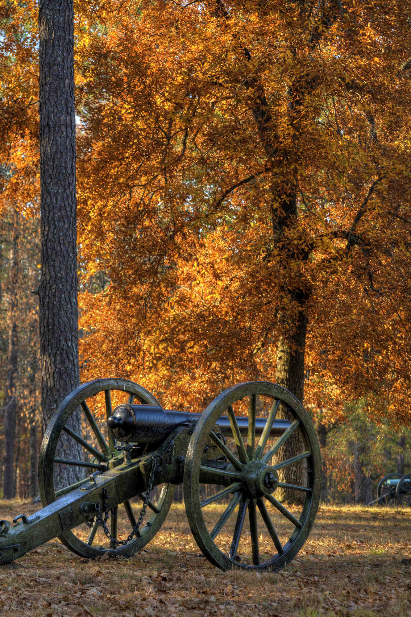 Autumn colors surround cannons in large fields